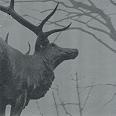 Agalloch