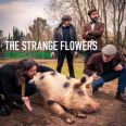 The Strange Flowers - Pearls at Swine